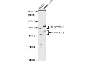 Western blot analysis of extracts of various cell lines, using TCF4/TCF7L2 antibody (ABIN7270887) at 1:500 dilution.
