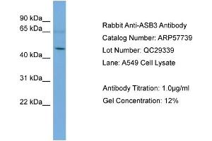 WB Suggested Anti-ASB3  Antibody Titration: 0. (ASB3 anticorps  (Middle Region))