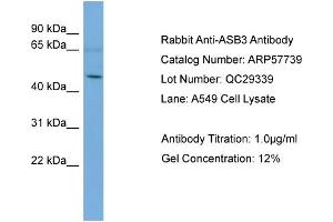 WB Suggested Anti-ASB3  Antibody Titration: 0.