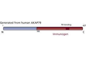 Image no. 3 for anti-A Kinase (PRKA) Anchor Protein 5 (AKAP5) (AA 180-427) antibody (ABIN967900)