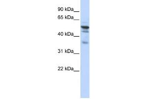 WB Suggested Anti-NMT1 Antibody Titration:  0. (NMT1 anticorps  (N-Term))