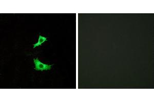 Peptide - +Immunofluorescence analysis of LOVO cells, using FFAR3 antibody. (FFAR3 anticorps)