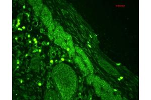 Immunohistochemistry analysis using Rabbit Anti-Rab4 Polyclonal Antibody (ABIN361840 and ABIN361841). (Rab4 anticorps  (C-Term))