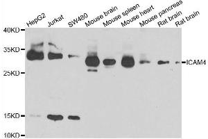 Western blot analysis of extracts of various cell lines, using ICAM4 antibody. (ICAM4 anticorps)