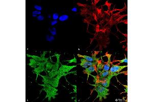 Immunocytochemistry/Immunofluorescence analysis using Mouse Anti-Dicer Monoclonal Antibody, Clone S167-7 .