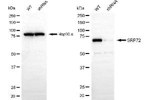 Western blotting analysis using SRP72 antibody (ABIN7800332). (Recombinant SRP72 anticorps)