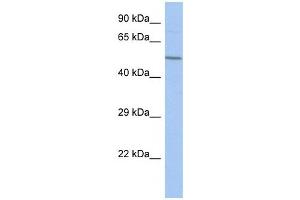 FBXO39 antibody used at 1 ug/ml to detect target protein. (FBXO39 anticorps  (Middle Region))