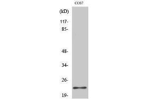 Western Blotting (WB) image for anti-BCL2-Associated Agonist of Cell Death (BAD) (Ser164) antibody (ABIN3173978) (BAD anticorps  (Ser164))