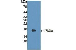 Detection of Recombinant CDKN2B, Mouse using Polyclonal Antibody to Cyclin Dependent Kinase Inhibitor 2B (CDKN2B) (CDKN2B anticorps  (AA 1-130))