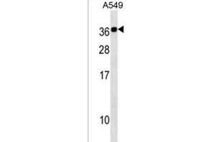 CABP2 Antibody (N-term) (ABIN1538899 and ABIN2838181) western blot analysis in A549 cell line lysates (35 μg/lane). (CABP2 anticorps  (N-Term))