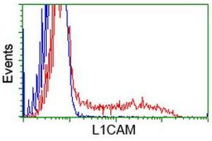 HEK293T cells transfected with either RC211601 overexpress plasmid (Red) or empty vector control plasmid (Blue) were immunostained by anti-L1CAM antibody (ABIN2453220), and then analyzed by flow cytometry. (L1CAM anticorps)