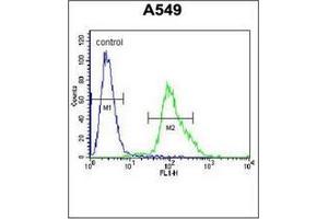 anti-Forkhead Box N1 (FOXN1) (AA 357-386), (Middle Region) antibody