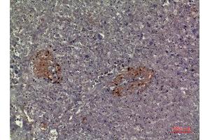 Immunohistochemistry (IHC) analysis of paraffin-embedded Human Pancreas, antibody was diluted at 1:100.