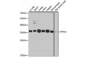 Western blot analysis of extracts of various cell lines using PCNA Polyclonal Antibody at dilution of 1:1000. (PCNA anticorps)