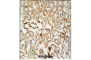 KCNV1 Antibody (N-term) (ABIN651972 and ABIN2840478) immunohistochemistry analysis in formalin fixed and paraffin embedded mouse kidney tissue followed by peroxidase conjugation of the secondary antibody and DAB staining. (KCNV1 anticorps  (N-Term))