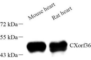 Western blot analysis of CXorf36 (ABIN7073504) at dilution of 1: 1000 (CXORF36 anticorps)