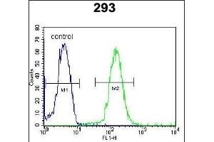 DACT1 Antibody (N-term) (ABIN652102 and ABIN2840549) flow cytometric analysis of 293 cells (right histogram) compared to a negative control cell (left histogram).