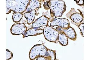IHC analysis of MRPS18B using anti-MRPS18B antibody (ABIN7600740). (MRPS18B anticorps  (AA 23-211))