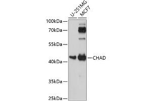 Western blot analysis of extracts of various cell lines, using CHAD antibody (ABIN7266348) at 1:1000 dilution. (CHAD anticorps  (AA 1-359))