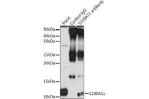 Immunoprecipitation analysis of 200 μg extracts of THP-1 cells using 3 μg S100 antibody (ABIN6129519, ABIN6147333, ABIN6147334 and ABIN7101773). (S100A11 anticorps  (AA 1-105))