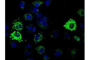 Anti-HIBCH mouse monoclonal antibody (ABIN2453124) immunofluorescent staining of COS7 cells transiently transfected by pCMV6-ENTRY HIBCH (RC209814). (HIBCH anticorps)