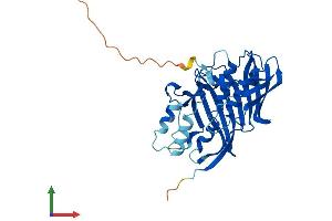 AlphaFold protein structure predicition of Mouse Recombinant Acot8 Protein, UniprotID P58137