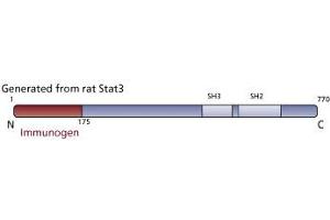 Image no. 2 for anti-Signal Transducer and Activator of Transcription 3 (Acute-Phase Response Factor) (STAT3) (AA 1-175) antibody (ABIN967809) (STAT3 anticorps  (AA 1-175))