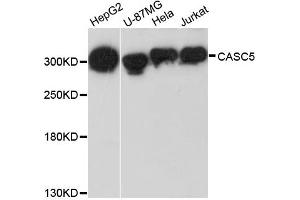 Western blot analysis of extracts of various cell lines, using CASC5 antibody. (CASC5 anticorps)