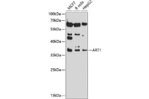 Western blot analysis of extracts of various cell lines, using  antibody (ABIN6129884, ABIN6137152, ABIN6137153 and ABIN6214229) at 1:1000 dilution.