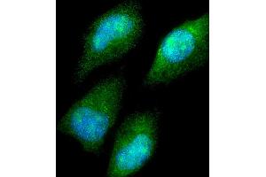 Immunofluorescent analysis of 4 % paraformaldehyde-fixed, 0. (CBS anticorps  (AA 301-330))