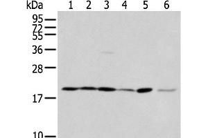 Western blot analysis of 293T cell Hepg2 cell and A431 cell using EEF1E1 Polyclonal Antibody at dilution of 1:400