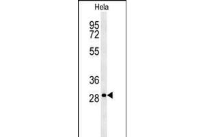 T Antibody (N-term) (ABIN651700 and ABIN2840367) western blot analysis in Hela cell line lysates (35 μg/lane). (TMEM165 anticorps  (N-Term))