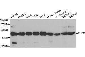 Western blot analysis of extracts of various cell lines, using TUFM antibody (ABIN5973823) at 1/1000 dilution. (TUFM anticorps)