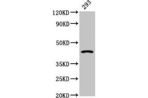 Western Blot Positive WB detected in: 293 whole cell lysate All lanes: HSD11B2 antibody at 2. (HSD11B2 anticorps  (AA 212-343))