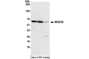 anti-MON1 Homolog B (MON1B) (AA 25-75) antibody