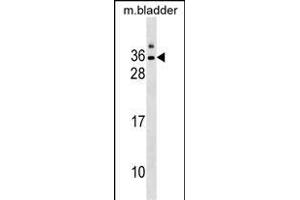 GJE1 Antibody (C-term) (ABIN1536796 and ABIN2850313) western blot analysis in mouse bladder tissue lysates (35 μg/lane). (GJE1 anticorps  (C-Term))