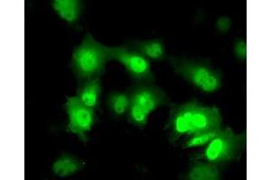 Anti-PPME1 mouse monoclonal antibody (ABIN2453495) immunofluorescent staining of COS7 cells transiently transfected by pCMV6-ENTRY PPME1 (RC200009). (PPME1 anticorps)