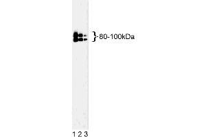 Western blot analysis of OPA1 on a K-562 cell lysate (Human bone marrow myelogenous leukemia, ATCC CCL-243). (OPA1 anticorps  (AA 708-830))