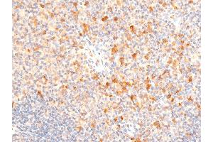 ABIN6267218 at 1/100 staining mouse spleen tissue sections by IHC-P.