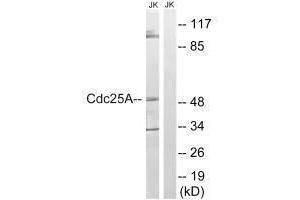 Western blot analysis of extracts from Jurkat cells, using CDC25A (Ab-178) antibody.