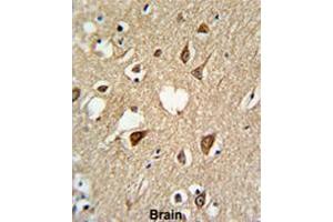 Formalin-fixed and paraffin-embedded human brain tissue reacted with SUMO1 Antibody, which was peroxidase-conjugated to the secondary antibody, followed by DAB staining. (SUMO1 anticorps)