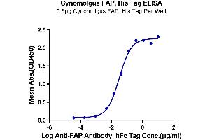 Immobilized Cynomolgus FAP at 5 μg/mL (100 μL/well) on the plate.