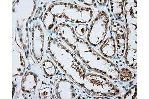 Immunohistochemical staining of paraffin-embedded Kidney tissue using anti-ARNT mouse monoclonal antibody. (ARNT anticorps)