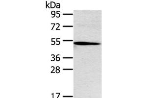 Western Blot analysis of Hepg2 cell using Ox40 Polyclonal Antibody at dilution of 1:250 (TNFRSF4 anticorps)
