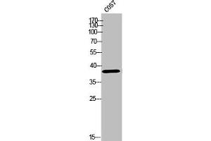 Western Blot analysis of COS-7 cells using Olfactory receptor 10Z1 Polyclonal Antibody