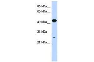 Image no. 1 for anti-PDLIM1 Interacting Kinase 1 Like (PDIK1L) (AA 107-156) antibody (ABIN6741226) (PDIK1L anticorps  (AA 107-156))