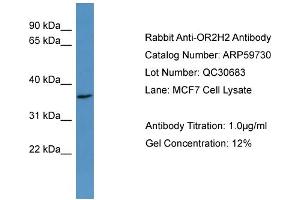 WB Suggested Anti-OR2H2  Antibody Titration: 0. (OR2H2 anticorps  (C-Term))