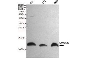 Western blot detection of S100A10 in C6,3T3 and Hela cell lysates using S100A10 mouse mAb (1:1000 diluted). (S100A10 anticorps)