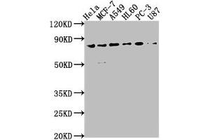 Western Blot Positive WB detected in: Hela whole cell lysate, MCF-7 whole cell lysate, A549 whole cell lysate, HL60 whole cell lysate, PC-3 whole cell lysate, U87 whole cell lysate All lanes: EXOC3 antibody at 1:2000 Secondary Goat polyclonal to rabbit IgG at 1/50000 dilution Predicted band size: 87, 74, 86 kDa Observed band size: 87 kDa