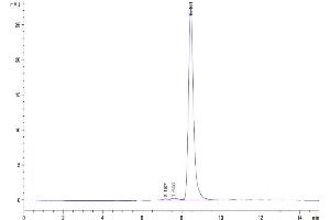 The purity of Cynomolgus SPARC is greater than 95 % as determined by SEC-HPLC. (SPARC Protein (AA 18-303) (His tag))